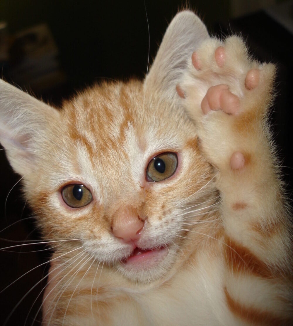 Flea Treats - Kitty Raising Hand Asking for Treat