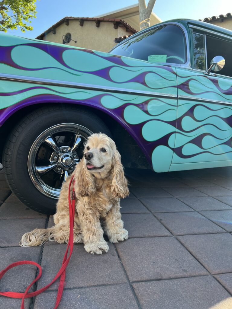 Flea Treats Molly at the Car Show - Looking Cool