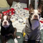 Flea Treats Boston Terriers