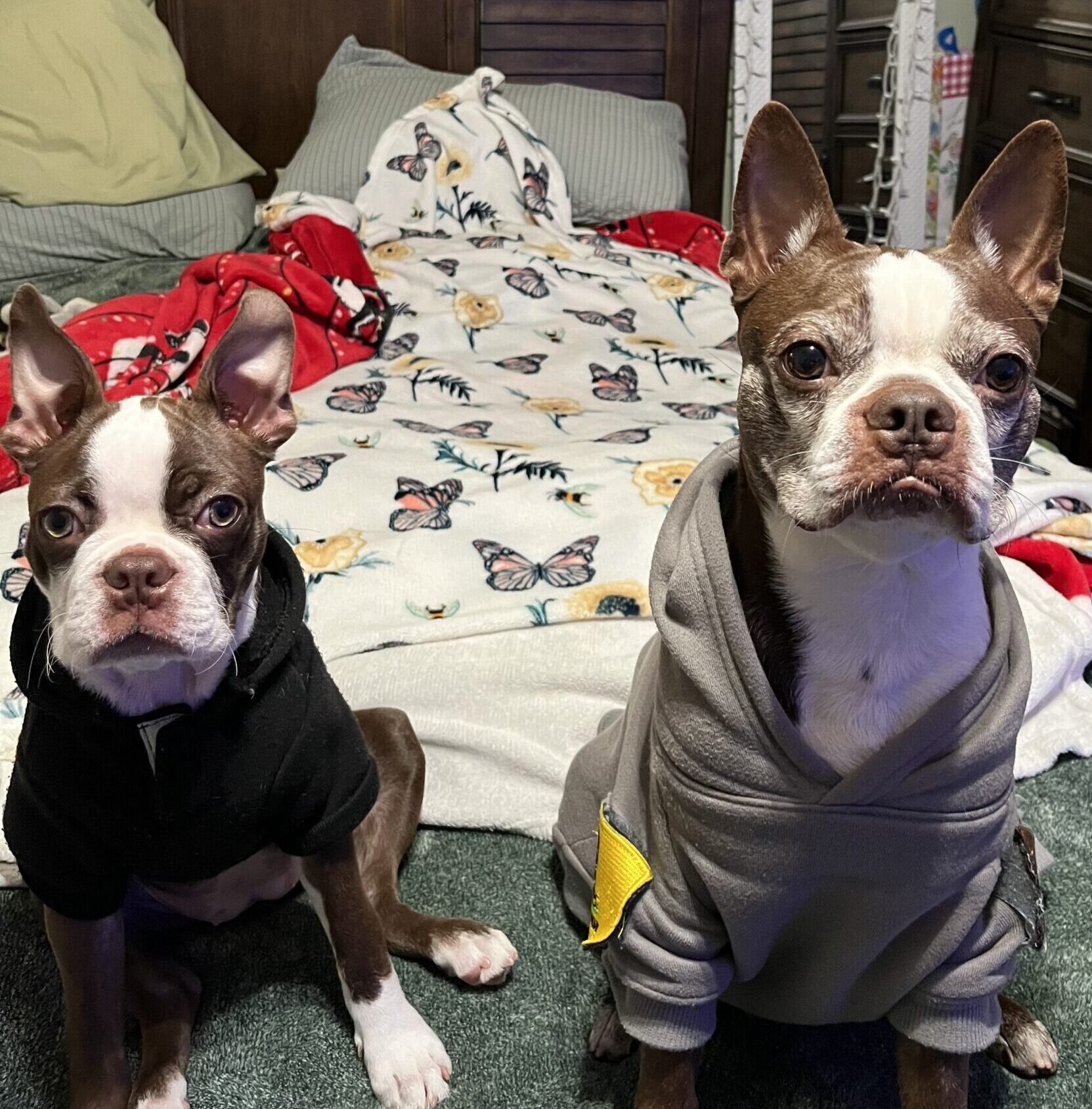 Flea Treats Boston Terriers
