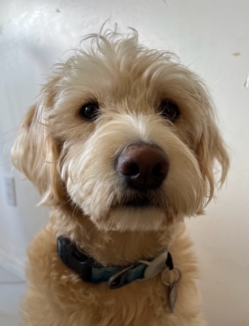 Flea Treats Skeeter Yeamans - Therapy Dog
